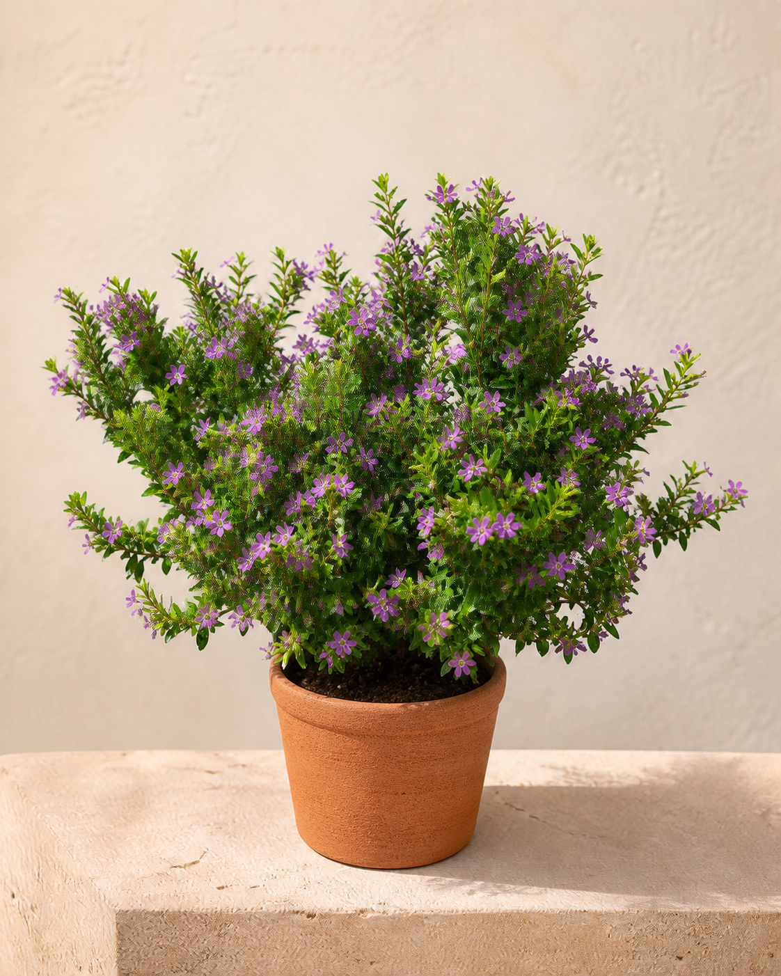 Cuphea morada en maceta