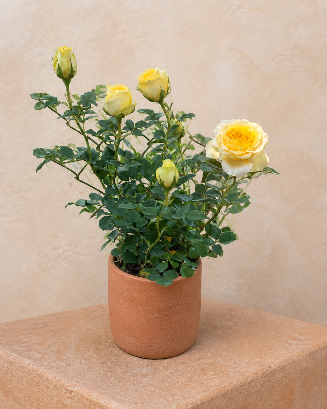 Rosal amarillo en maceta