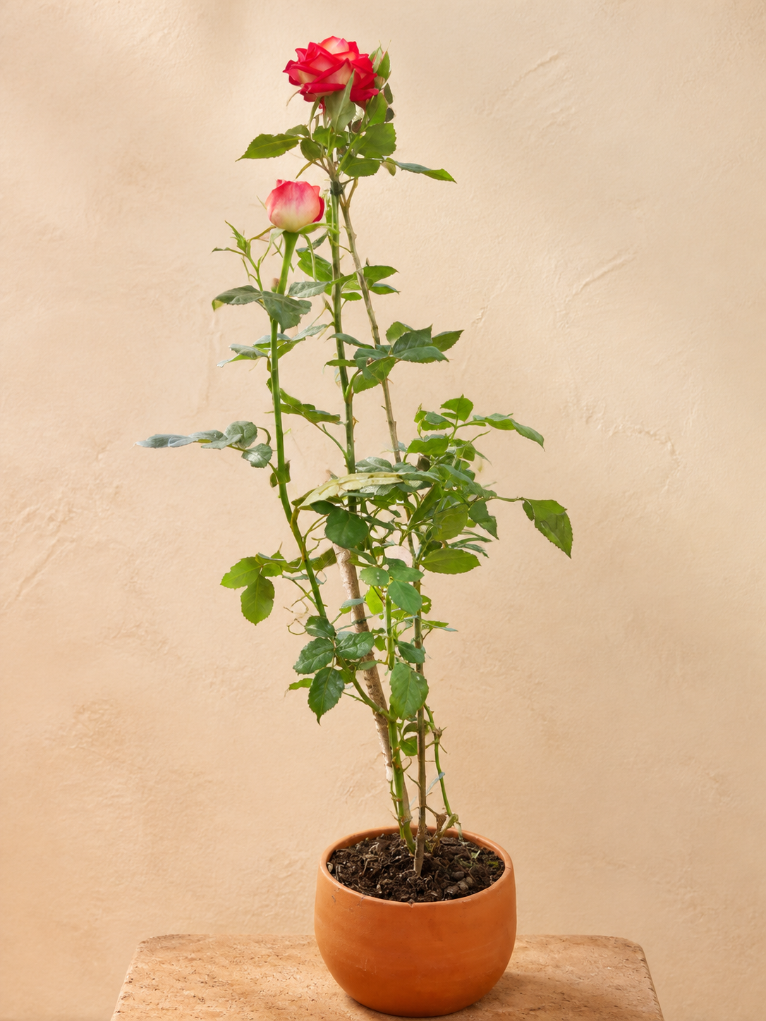 Rosal bicolor en maceta